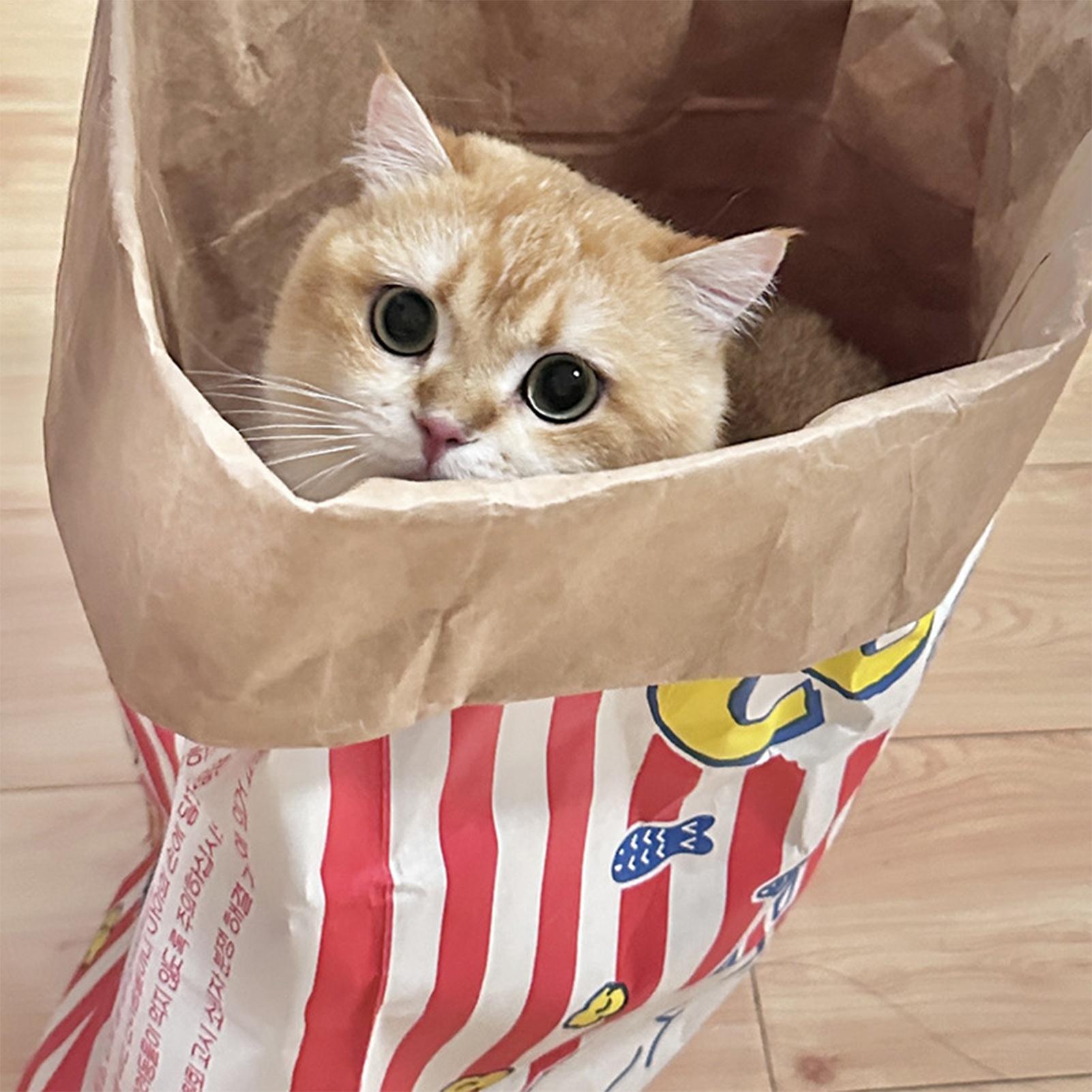 Sac à chat froissé pliable int - Furniture Hardware For Bed avis et prix